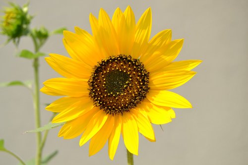 sunflower  nature  flower