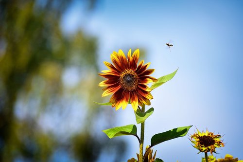 sunflower  nature  insect