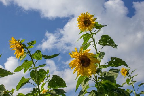 sunflower  yellow  spotted