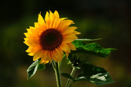 sunflower  blossom  bloom