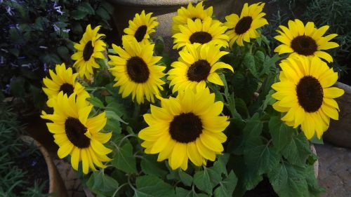 sunflower sunflowers sunflower vase