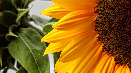 sunflower  nature  yellow