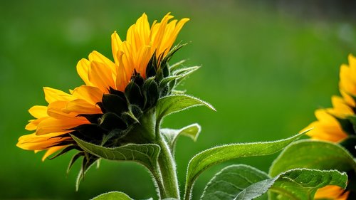 sunflower  nature  yellow