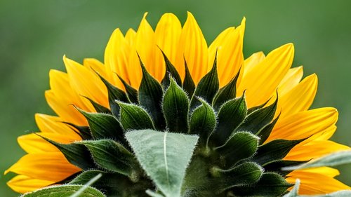 sunflower  nature  yellow