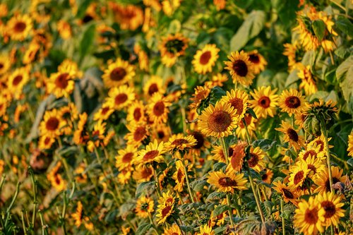 sunflower  helianthus  flowers