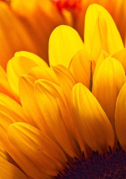 sunflower  petals  yellow
