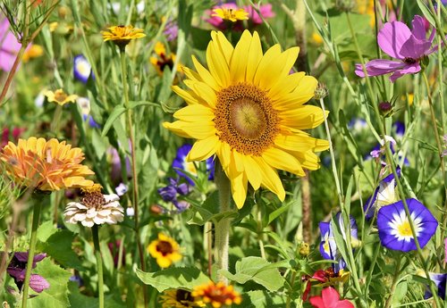 sunflower  flowers  flower bed