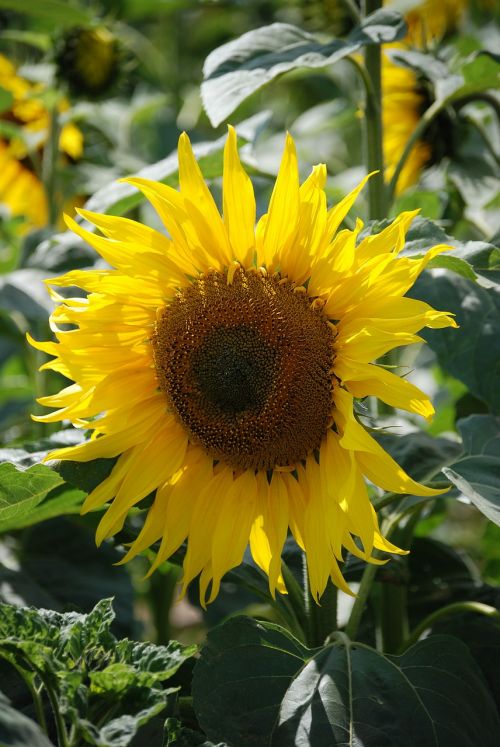 sunflower helianthus annuus yellow