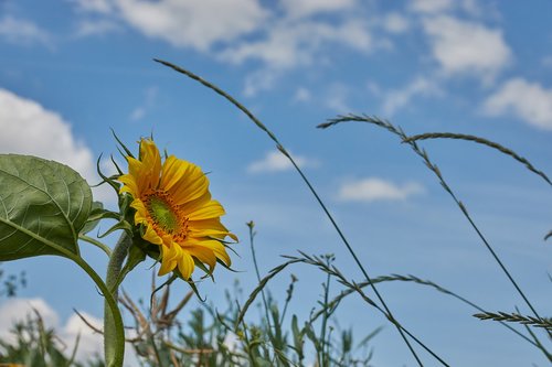 sunflower  sky  yellow