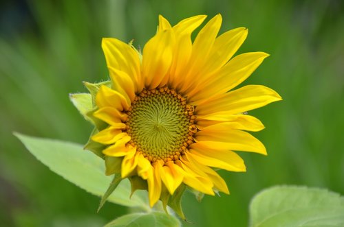 sunflower  summer  blossom