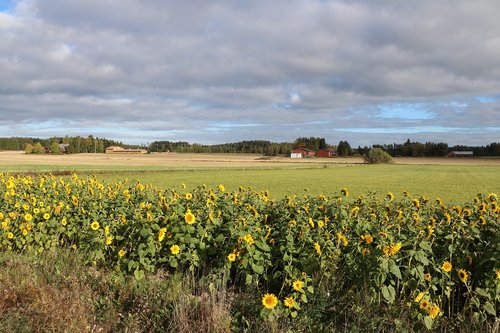 sunflower  field  countryside