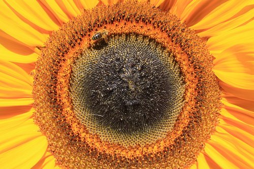 sunflower  bee  nature