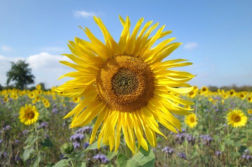sunflower  nature  plant