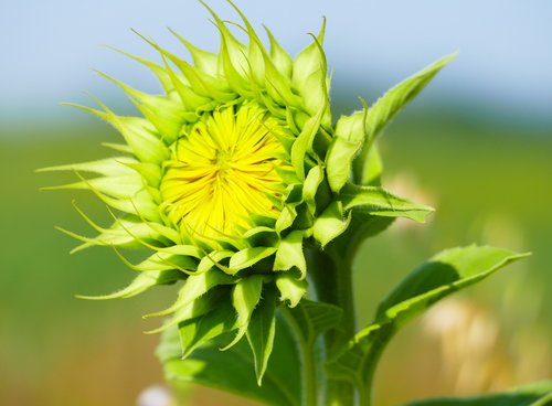 sunflower  young  green