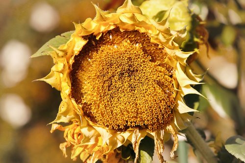 sunflower  autumn  helianthus