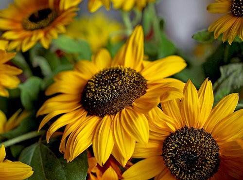 sunflower  ornamental sunflower  yellow flower
