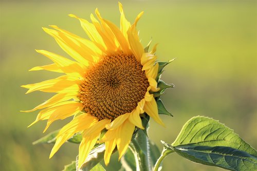 sunflower  plant  flower