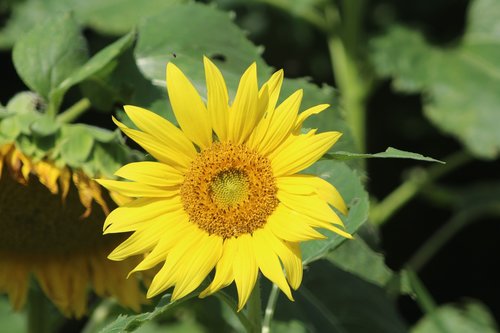 sunflower  garden  yellow