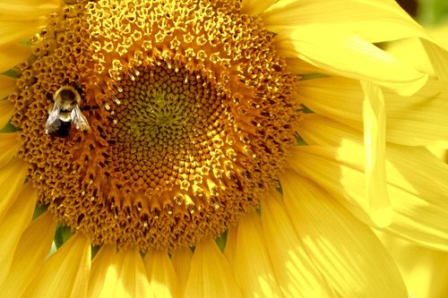 sunflower  bee  bumblebee