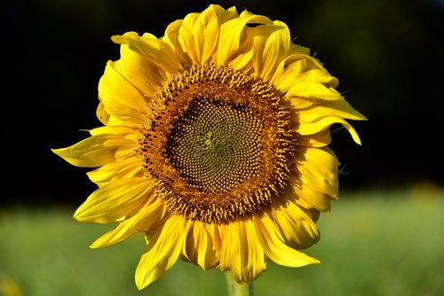 sunflower  round  yellow
