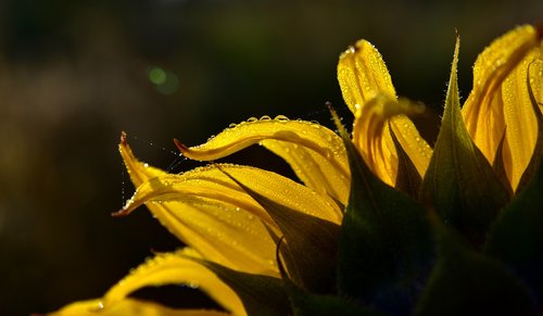sunflower  close up  backlighting