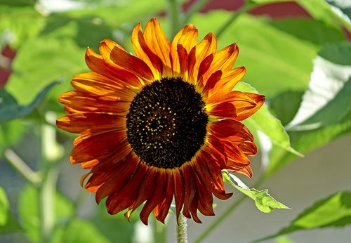 sunflower  flower  flowering