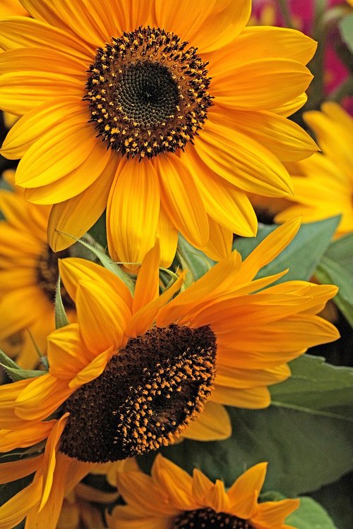 sunflower  flower  yellow flower