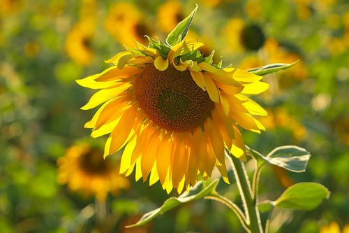 sunflower  field  yellow