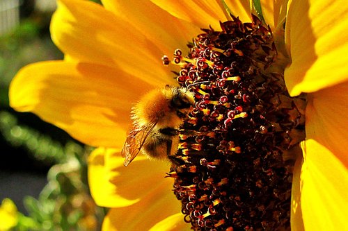 sunflower  bee  bumblebee