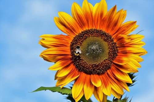 sunflower  flower  hummel