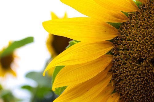 sunflower  yellow  sun