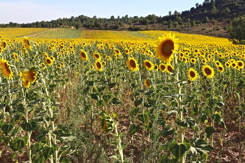 sunflower  sun  summer