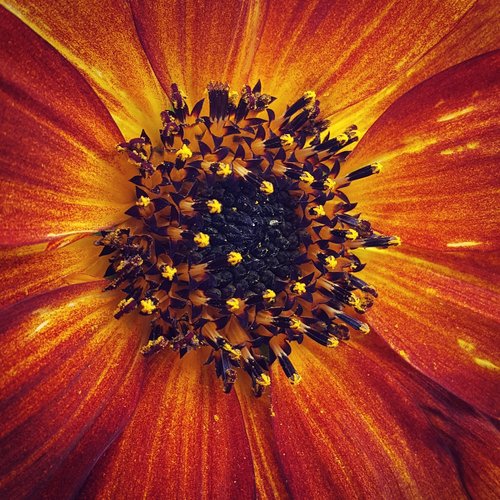 sunflower  helianthus  macro