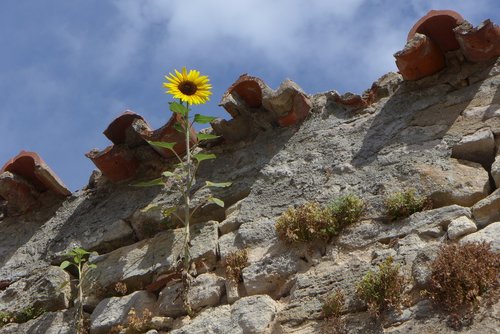 sunflower  plant  wall