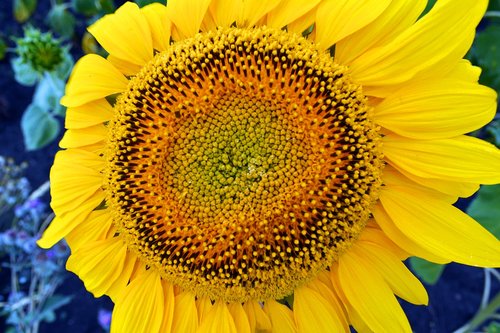 sunflower  flowers  summer