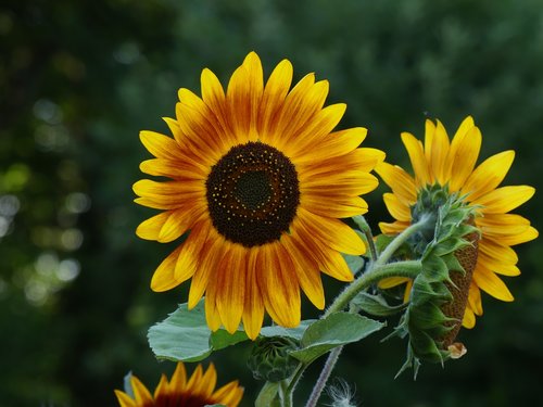 sunflower  garden  summer