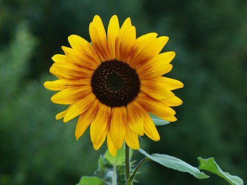 sunflower  garden  summer