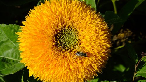 sunflower  nature  summer