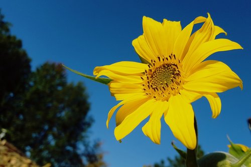 sunflower  sky  flower
