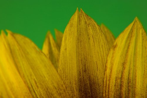 sunflower  petal  bloom