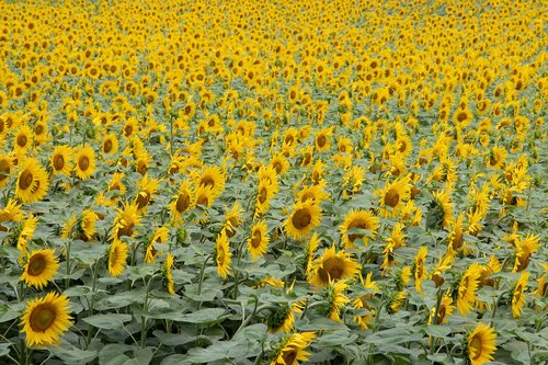 sunflower  field  yellow