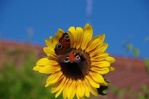 sunflower  butterfly  peacock