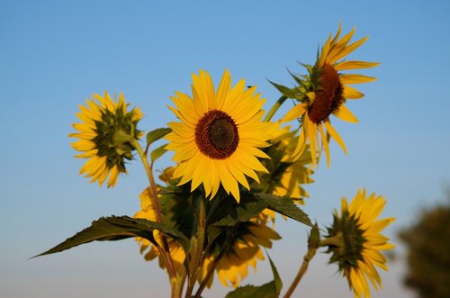 sunflower  summer  flowers