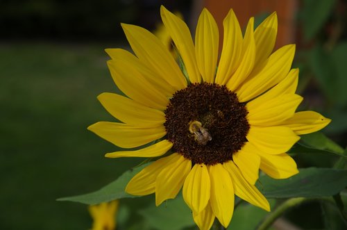 sunflower  yellow  garden
