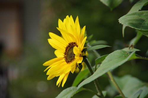 sunflower  yellow  garden