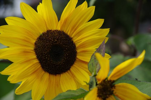 sunflower  yellow  nature