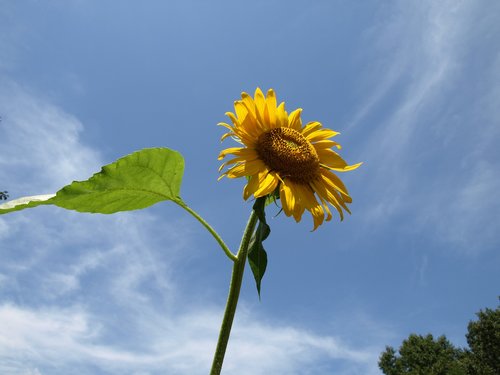 sunflower  sky  flowers