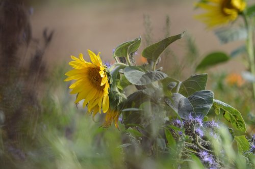 sunflower  wind  nature