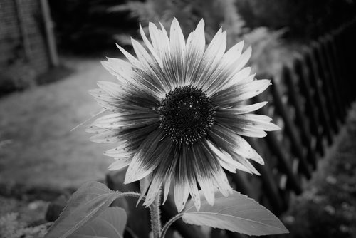 sunflower  flower  plant