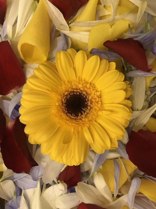 sunflower  floral  flower